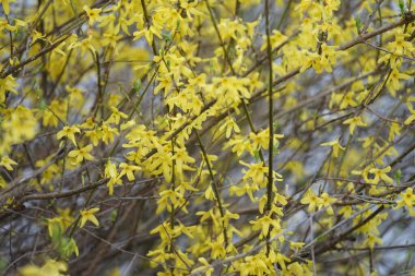 Forsythia çalısı Mart ayında sarı çiçeklerle çiçek açar. Forsythia, Oleaceae familyasından bir bitki cinsidir. Berlin, Almanya, Avrupa.