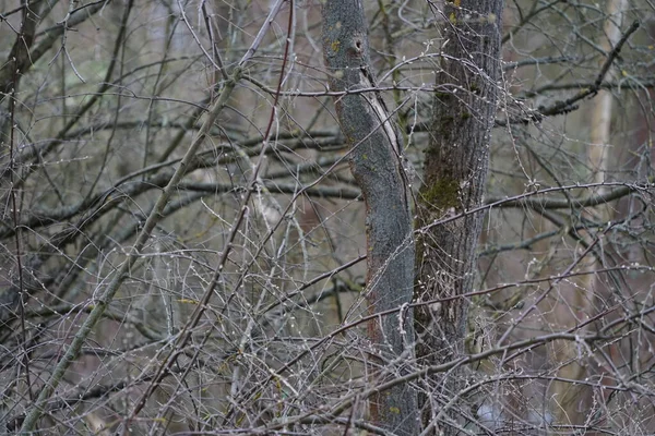 Salix caprea tree blooms in March. Salix caprea, known as goat willow, pussy willow or great salallow, is a common species of willow. Berlin, Germany, Europe.