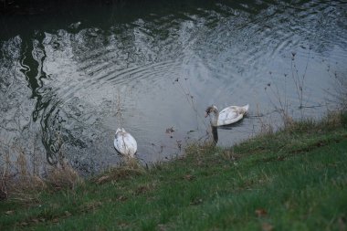 Mart ayında iki genç beyaz-kahverengi dilsiz kuğu dar Wuhle Nehri boyunca yüzer. Dilsiz kuğu (