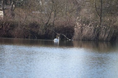 Mart ayında Wuhlebecken ya da Wuhlebecken gölü boyunca güzel beyaz dilsiz bir kuğu yüzer. Dilsiz kuğu (