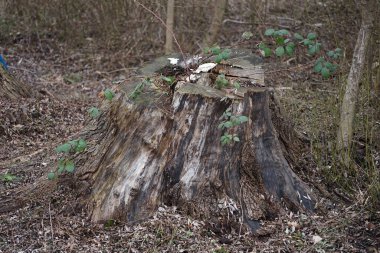 Mart ayında ormanda eski mantarlar ve taze Rubus armeniacus filizleri bulunan bir kütük bulunuyor. Berlin, Almanya.