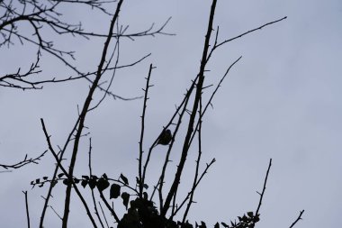 A Cyanistes caeruleus bird perches on a tree branch, entwined with Hedera helix, in the wild in March. The Eurasian blue tit, Cyanistes caeruleus, is a small passerine bird in the tit family, Paridae. Berlin, Germany, Europe.