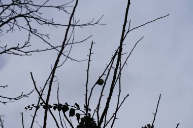 A Cyanistes caeruleus bird perches on a tree branch, entwined with Hedera helix, in the wild in March. The Eurasian blue tit, Cyanistes caeruleus, is a small passerine bird in the tit family, Paridae. Berlin, Germany, Europe.