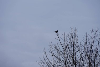 Mart ayında bir Fraxinus Excelsior ağacının dalına tüneyen kukuletalı bir karga. Kukuletalı karga (