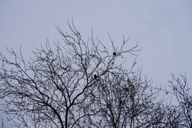 Two Parus major birds sit on the branches of an Ulmus pumila tree in March. The great tit, Parus major, is a small passerine bird in the tit family Paridae. Berlin, Germany, Europe.