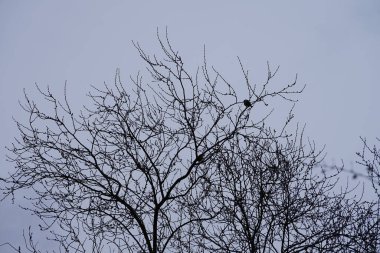 Two Parus major birds sit on the branches of an Ulmus pumila tree in March. The great tit, Parus major, is a small passerine bird in the tit family Paridae. Berlin, Germany, Europe.