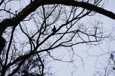 Bir Corvus Cornix kuşu Mart ayında bir Quercus soyguncusu ağacına tünemiş. Kukuletalı karga (