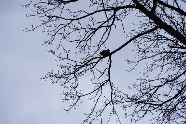 Bir Columba palumbus kuşu Mart ayında bir Acer yakut ağacının dalına tünemiş. Yaygın güvercin Columba palumbus güvercin ve güvercin ailelerinde büyük bir türdür. Berlin, Almanya, Avrupa.