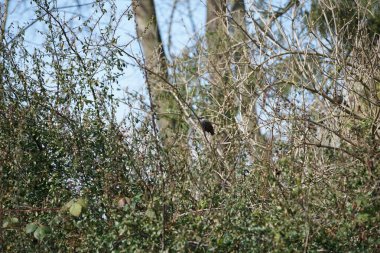 Mart ayında Sturnus vulgaris kuşlar Pyracantha coccinea ve Rubus armeniacus çalılıklarında otururlar. Sığırcıkgiller (Sturnus vulgaris), sığırcıkgiller (Sturnidae) familyasından bir sığırcık türü. Berlin, Almanya