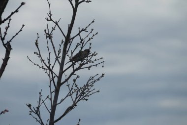 Mart ayında çiçek açan ağaç sütunlu kayısı Prunus Armeniaca 'Sweety' nin yanında sütun kiraz ağacı Prunus cerasus 'Morellenfeuer' de oturan bir ev kuşu. Ev serçesi, Passer domesticus, Passeridae familyasından bir kuş türü. Berlin.