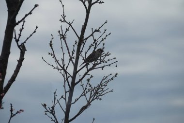 Mart ayında çiçek açan ağaç sütunlu kayısı Prunus Armeniaca 'Sweety' nin yanında sütun kiraz ağacı Prunus cerasus 'Morellenfeuer' de oturan bir ev kuşu. Ev serçesi, Passer domesticus, Passeridae familyasından bir kuş türü. Berlin.