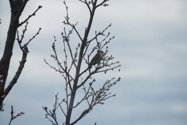 Mart ayında çiçek açan ağaç sütunlu kayısı Prunus Armeniaca 'Sweety' nin yanında sütun kiraz ağacı Prunus cerasus 'Morellenfeuer' de oturan bir ev kuşu. Ev serçesi, Passer domesticus, Passeridae familyasından bir kuş türü. Berlin.