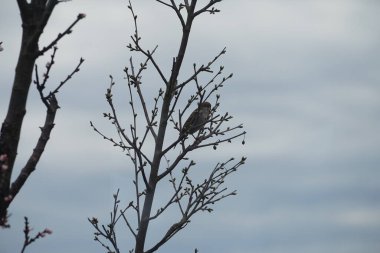 Mart ayında çiçek açan ağaç sütunlu kayısı Prunus Armeniaca 'Sweety' nin yanında sütun kiraz ağacı Prunus cerasus 'Morellenfeuer' de oturan bir ev kuşu. Ev serçesi, Passer domesticus, Passeridae familyasından bir kuş türü. Berlin.