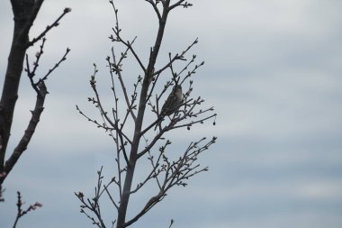 Mart ayında çiçek açan ağaç sütunlu kayısı Prunus Armeniaca 'Sweety' nin yanında sütun kiraz ağacı Prunus cerasus 'Morellenfeuer' de oturan bir ev kuşu. Ev serçesi, Passer domesticus, Passeridae familyasından bir kuş türü. Berlin.