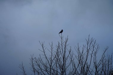 Mart ayında kapüşonlu bir karga bir ağaç dalında oturur. Kukuletalı karga (