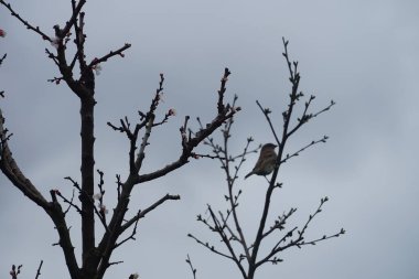 Mart ayında çiçek açan ağaç sütunlu kayısı Prunus Armeniaca 'Sweety' nin yanında sütun kiraz ağacı Prunus cerasus 'Morellenfeuer' de oturan bir ev kuşu. Ev serçesi, Passer domesticus, Passeridae familyasından bir kuş türü. Berlin.