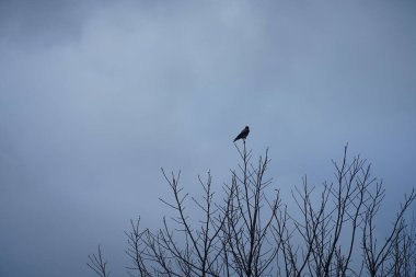 Mart ayında kapüşonlu bir karga bir ağaç dalında oturur. Kukuletalı karga (