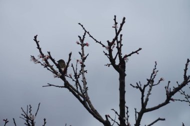 Mart ayında bir ev kuşu çiçek açan ağaç sütunlu kayısı Prunus armeniaca 'Sweety' üzerinde oturur. Ev serçesi, Passer domesticus, Serçe familyasından bir kuş türü. Berlin, Almanya.