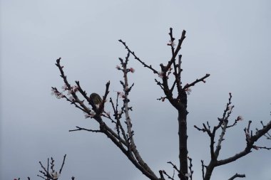 Mart ayında bir ev kuşu çiçek açan ağaç sütunlu kayısı Prunus armeniaca 'Sweety' üzerinde oturur. Ev serçesi, Passer domesticus, Serçe familyasından bir kuş türü. Berlin, Almanya.