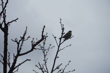 Mart ayında çiçek açan ağaç sütunlu kayısı Prunus Armeniaca 'Sweety' nin yanında sütun kiraz ağacı Prunus cerasus 'Morellenfeuer' de oturan bir ev kuşu. Ev serçesi, Passer domesticus, Passeridae familyasından bir kuş türü. Berlin.