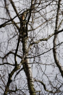 Mart ayında ormanda kedi derisi ağaçlarıyla bezenmiş Betula pendula ağaçları yetişir. Betula pendula, gümüş huş ağacı (