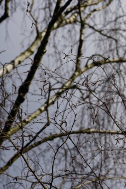 Mart ayında ormanda kedi derisi ağaçlarıyla bezenmiş Betula pendula ağaçları yetişir. Betula pendula, gümüş huş ağacı (