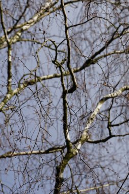 Mart ayında ormanda kedi derisi ağaçlarıyla bezenmiş Betula pendula ağaçları yetişir. Betula pendula, gümüş huş ağacı (