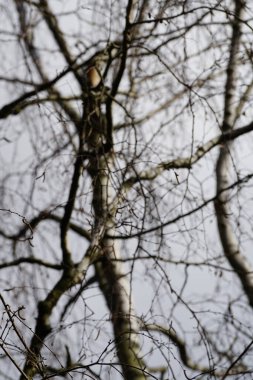 Mart ayında ormanda kedi derisi ağaçlarıyla bezenmiş Betula pendula ağaçları yetişir. Betula pendula, gümüş huş ağacı (