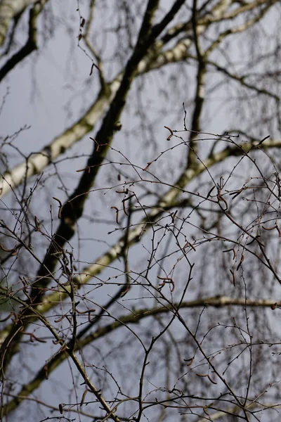 Mart ayında ormanda kedi derisi ağaçlarıyla bezenmiş Betula pendula ağaçları yetişir. Betula pendula, gümüş huş ağacı (