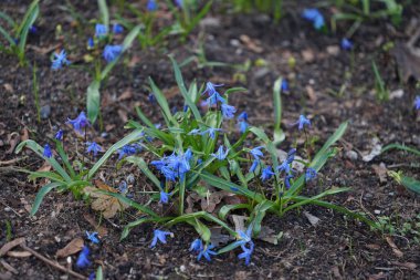 Scilla Siberica bitkileri Mart ayında dinlenme alanında mavi çiçeklerle çiçek açarlar. Scilla Siberica, Asparagaceae familyasından bir kuş türü. Berlin, Almanya.