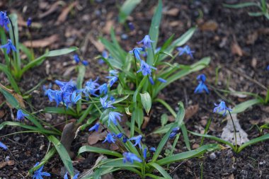 Scilla Siberica bitkileri Mart ayında dinlenme alanında mavi çiçeklerle çiçek açarlar. Scilla Siberica, Asparagaceae familyasından bir kuş türü. Berlin, Almanya.