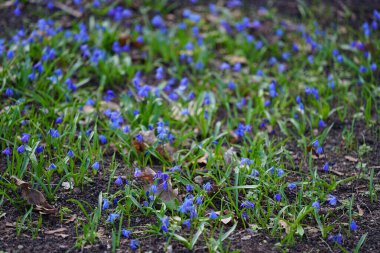Scilla Siberica bitkileri Mart ayında dinlenme alanında mavi çiçeklerle çiçek açarlar. Scilla Siberica, Asparagaceae familyasından bir kuş türü. Berlin, Almanya.
