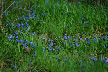 Scilla Siberica bitkileri Mart ayında dinlenme alanında mavi çiçeklerle çiçek açarlar. Scilla Siberica, Asparagaceae familyasından bir kuş türü. Berlin, Almanya.