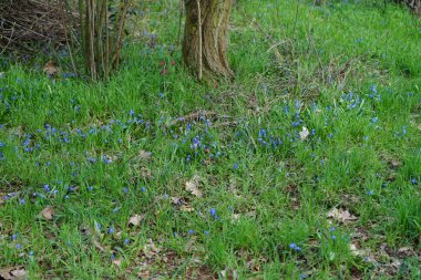 Scilla Siberica bitkileri Mart ayında dinlenme alanında mavi çiçeklerle çiçek açarlar. Scilla Siberica, Asparagaceae familyasından bir kuş türü. Berlin, Almanya.