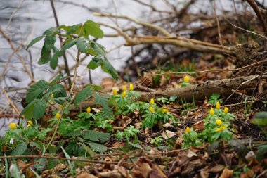 Eranbu hyemalis bitkileri Mart ayında Wuhle Nehri 'nin kıyısında sarı çiçeklerle çiçek açarlar. Eranthis hyemalis, Ranunculaceae familyasından çiçekli bir bitki türüdür. Berlin, Almanya, Avrupa.