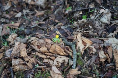 Eranbu hyemalis bitkileri Mart ayında dinlenme alanında sarı çiçeklerle çiçek açarlar. Eranthis hyemalis, Ranunculaceae familyasından çiçekli bir bitki türüdür. Berlin, Almanya, Avrupa.