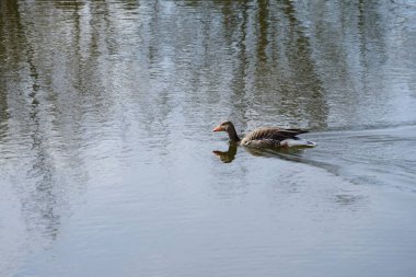 Mart ayında Wuhlebecken ya da Wuhlesee Gölü boyunca yüzen bir kır faresi, Anser anser. Greylag kaz, Anatidae familyasından Anatidae familyasından bir kaz türü. Berlin, Almanya, Avrupa.