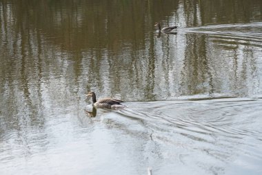 Anser anser kazları Mart ayında Wuhlebecken ya da Wuhlesee Gölü boyunca yüzerler. Aanser, Anatidae familyasından Anatidae familyasından bir kaz türü ve Anser cinsi. Berlin, Almanya, Avrupa.