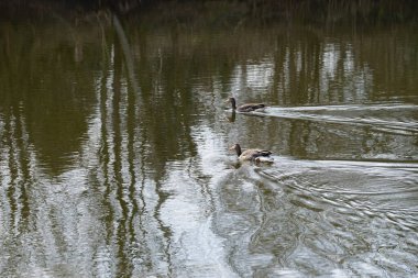 Anser anser kazları Mart ayında Wuhlebecken ya da Wuhlesee Gölü boyunca yüzerler. Aanser, Anatidae familyasından Anatidae familyasından bir kaz türü ve Anser cinsi. Berlin, Almanya, Avrupa.