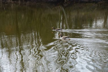 Anser anser kazları Mart ayında Wuhlebecken ya da Wuhlesee Gölü boyunca yüzerler. Aanser, Anatidae familyasından Anatidae familyasından bir kaz türü ve Anser cinsi. Berlin, Almanya, Avrupa.