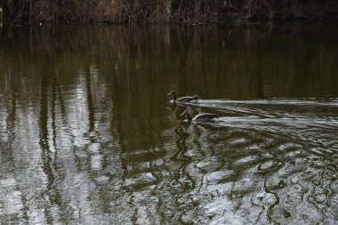 Anser anser kazları Mart ayında Wuhlebecken ya da Wuhlesee Gölü boyunca yüzerler. Aanser, Anatidae familyasından Anatidae familyasından bir kaz türü ve Anser cinsi. Berlin, Almanya, Avrupa.