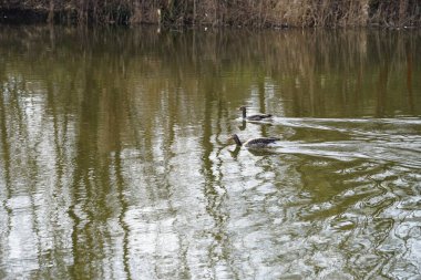 Anser anser kazları Mart ayında Wuhlebecken ya da Wuhlesee Gölü boyunca yüzerler. Aanser, Anatidae familyasından Anatidae familyasından bir kaz türü ve Anser cinsi. Berlin, Almanya, Avrupa.