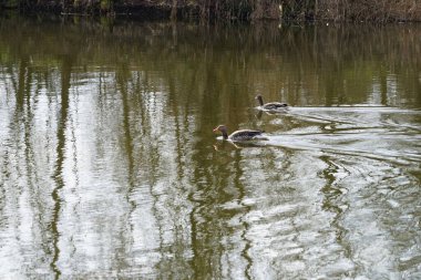 Anser anser kazları Mart ayında Wuhlebecken ya da Wuhlesee Gölü boyunca yüzerler. Aanser, Anatidae familyasından Anatidae familyasından bir kaz türü ve Anser cinsi. Berlin, Almanya, Avrupa.