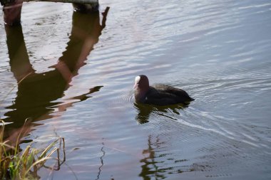Mart ayında bir Fulica atra, Wuhlebecken veya Wuhlesee Gölü boyunca yüzer. Avrasya yaban ördeği (