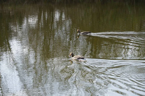 Anser anser kazları Mart ayında Wuhlebecken ya da Wuhlesee Gölü boyunca yüzerler. Aanser, Anatidae familyasından Anatidae familyasından bir kaz türü ve Anser cinsi. Berlin, Almanya, Avrupa.