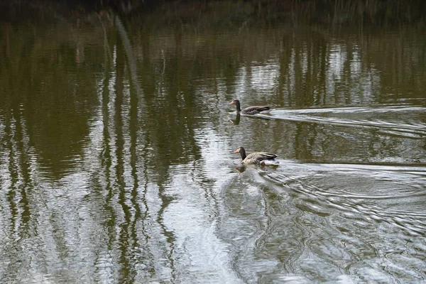 Anser anser kazları Mart ayında Wuhlebecken ya da Wuhlesee Gölü boyunca yüzerler. Aanser, Anatidae familyasından Anatidae familyasından bir kaz türü ve Anser cinsi. Berlin, Almanya, Avrupa.