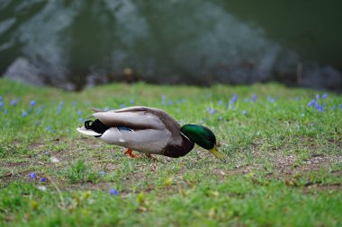 Mart ayında erkek bir yaban ördeği Wuhle nehrinin kıyısında mavi Scilla Siberica çiçekleriyle yiyeceği gagalıyor. Yaban ördeği (