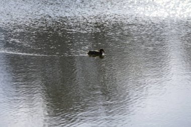 Mart ayında dişi bir yaban ördeği Wuhlebecken ya da Wuhlesee gölünde yüzer. Yaban ördeği (