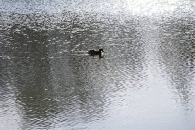 Mart ayında dişi bir yaban ördeği Wuhlebecken ya da Wuhlesee gölünde yüzer. Yaban ördeği (