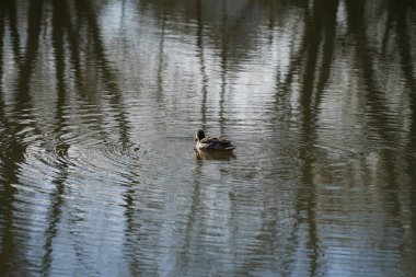 Mart ayında dişi bir yaban ördeği Wuhlebecken ya da Wuhlesee gölünde yüzer. Yaban ördeği (